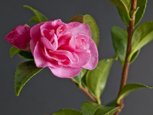 camélia japonesa flores rosa cores de diferentes tipos