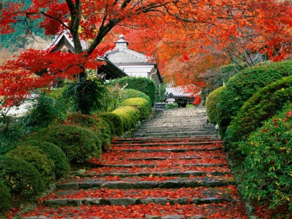 Jardim japonês colorido