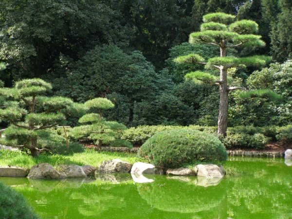 Harmonia no jardim japonês