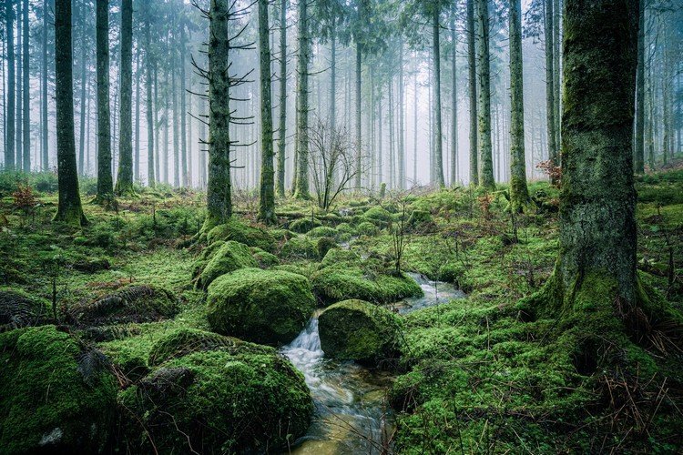Parque Natural da Floresta Negra Atrações Férias na Alemanha 2021