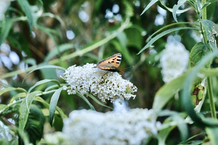 Buddleia é um arbusto que floresce no verão
