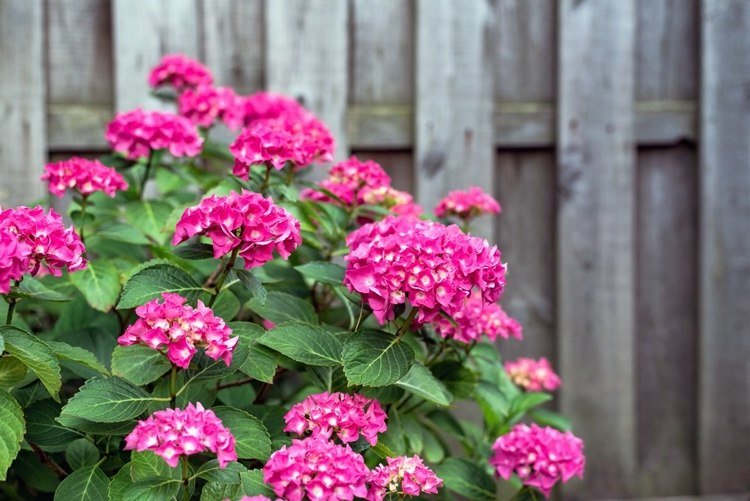 hortênsia com flor rosa no verão