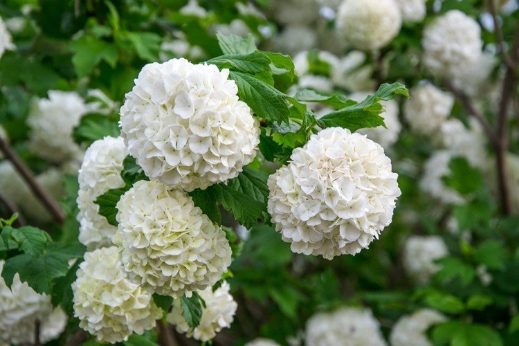 Hortênsia esférica 'Annabelle' - Hortênsia arborescens