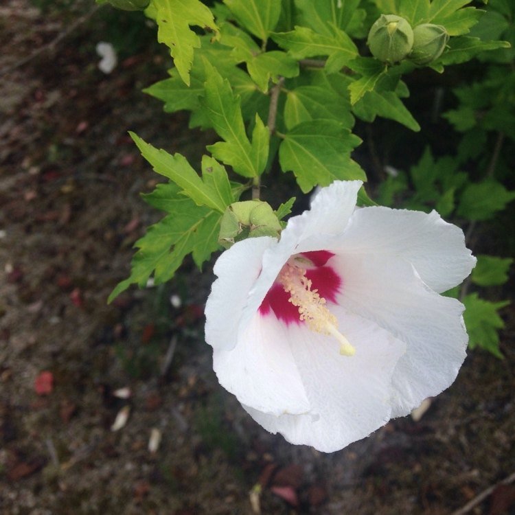 Hibiscus syriacus 'Red Heart' tem flores brancas com um centro vermelho
