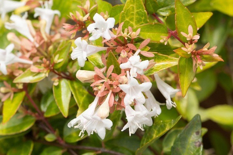 Abelie - o arbusto floresce por muitas semanas no verão