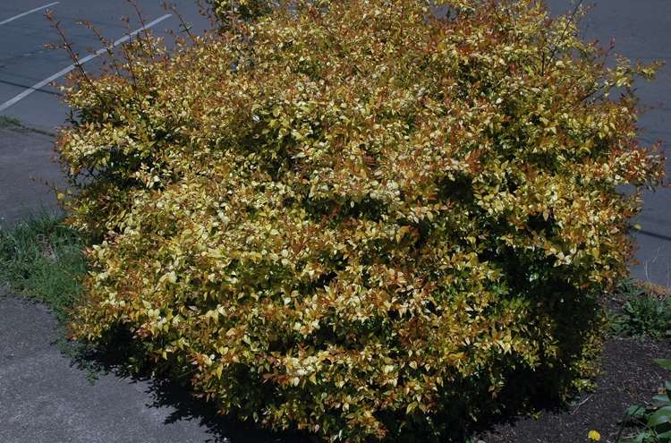 O arbusto tem folhagem verde-amarela e forma flores rosa claro a partir de julho