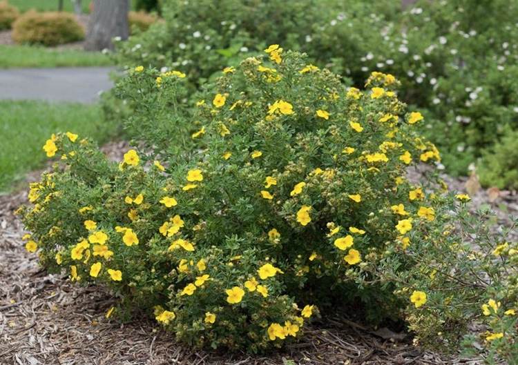 pequeno arbusto de floração amarela com período de floração verão