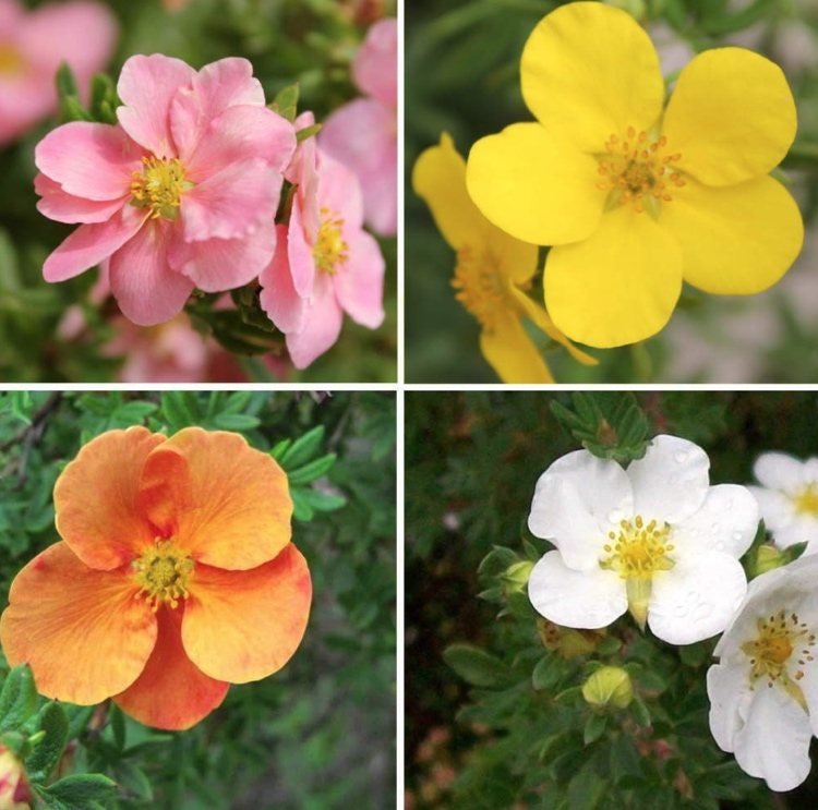 O arbusto de dedo tem um longo período de floração no verão