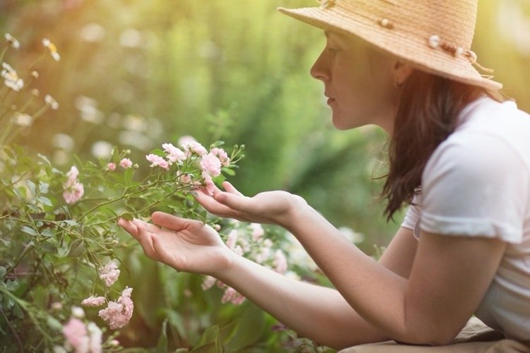 Rosas arbustivas com um longo período de floração no verão