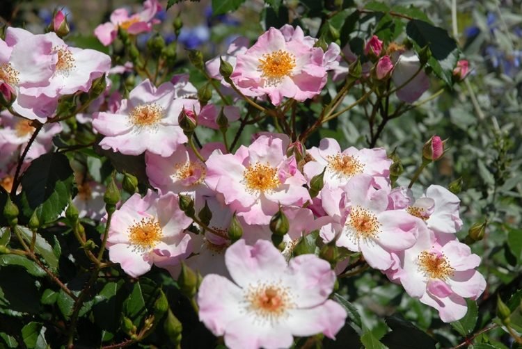 Rosa de cobertura do solo 'Bailarina' tem um longo período de floração