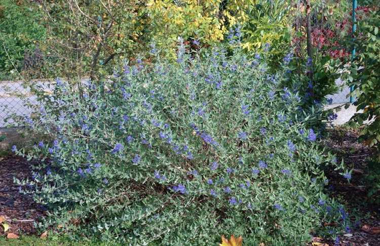 arbusto com flor azul no verão