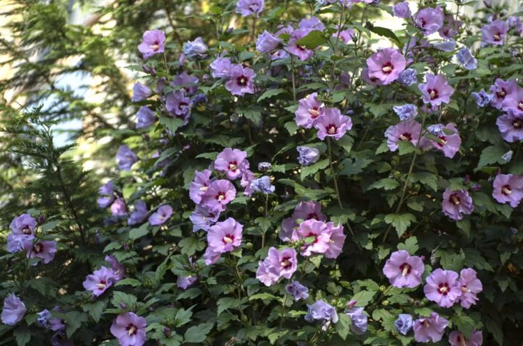 O hibiscus syriacus encanta com suas flores de julho até o outono