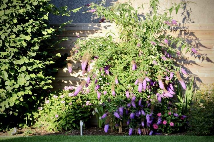 A Buddleia é um arbusto de longa floração