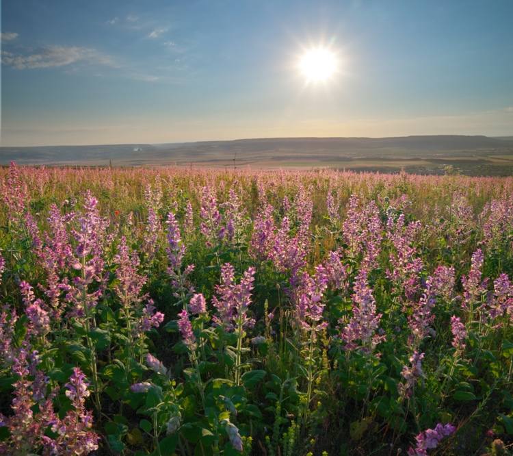 Clary sage Roman sage contra cãibras musculares