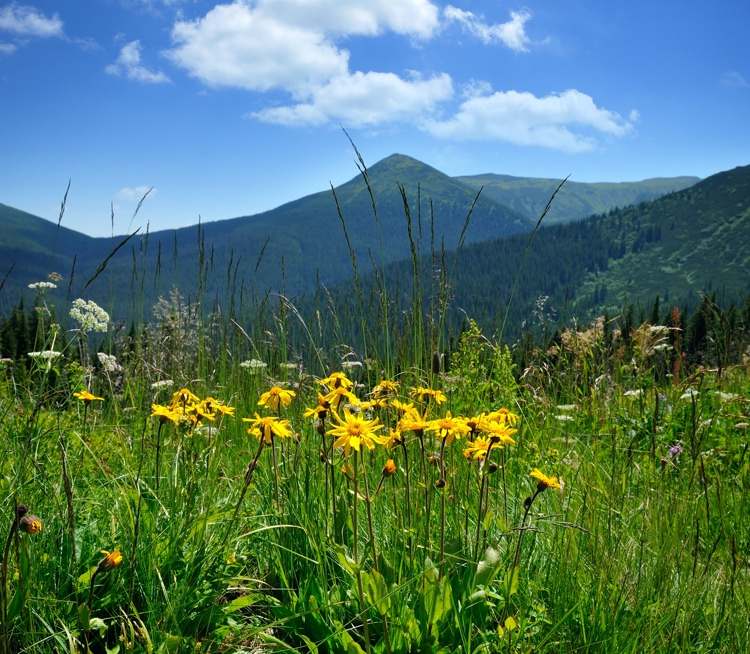 Óleo de arnica para músculos doloridos e contusões