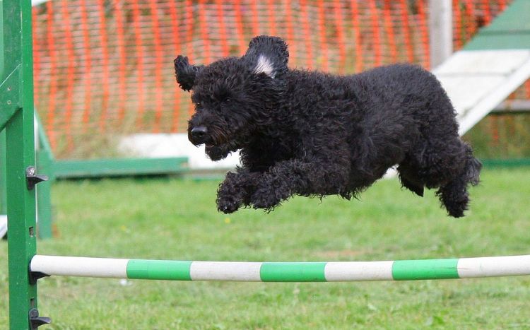 agilidade parcour diy dog ​​parcour construa você mesmo salto pole crie verde branco preto cão salto