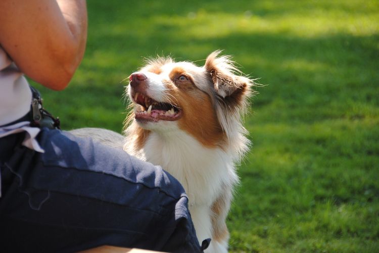 agilidade parcour diy construa seu próprio cão parcour vínculo de comunicação com cão humano