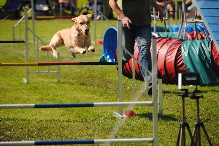 agilidade parcour diy dog ​​parcour construa você mesmo jump pole crie burocracia cão pule labrador competição candidato adestrador de cães