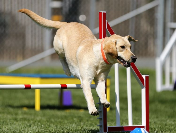 agilidade parcour diy dog ​​parcour construa você mesmo jump pole crie burocracia cão jump labrador