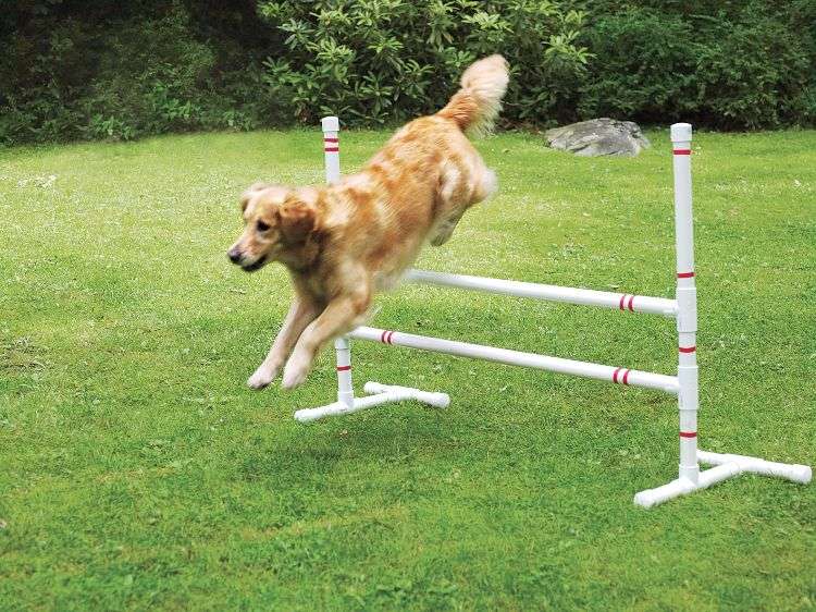 agilidade parcour diy dog ​​parcour construa você mesmo salto pole crie burocracia embrulhe cão salto