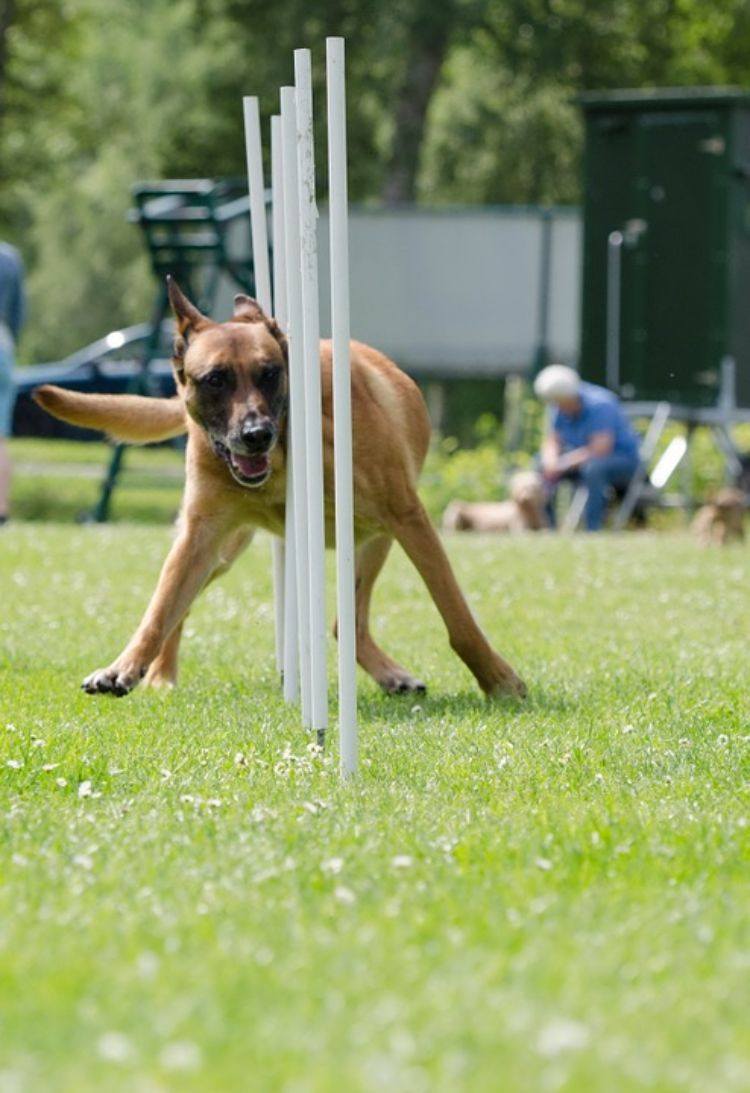 agilidade parcour faça você mesmo construa cachorro parcour você mesmo crie slalom mastros brincar treinar cachorro cobra através