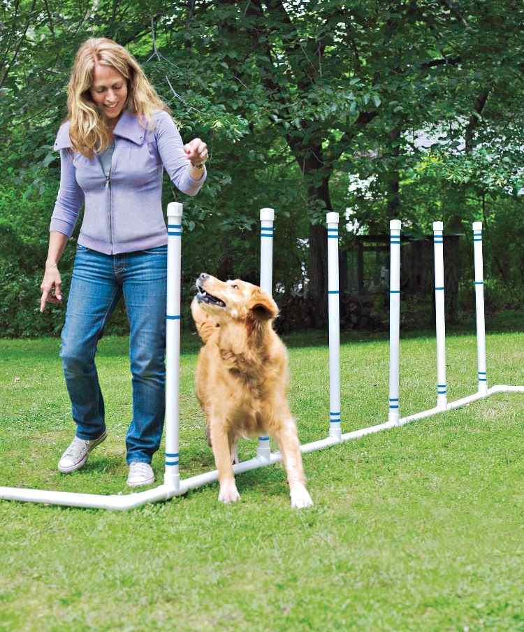 agilidade parcour diy build dog parcour você mesmo criar slalom poles play train dog handler