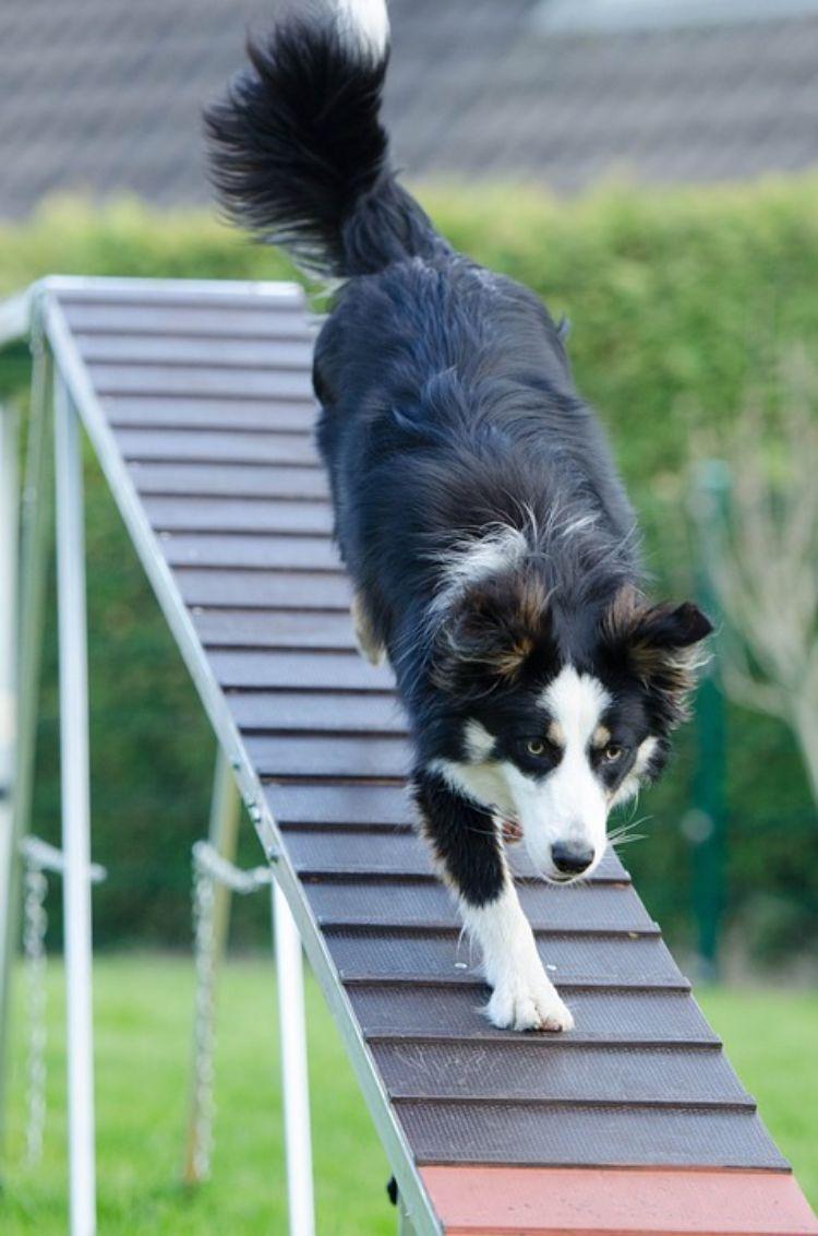 agilidade parcour faça você mesmo construa cachorro parcour você mesmo passarela pastor cruzando treinamento de esportes para cães