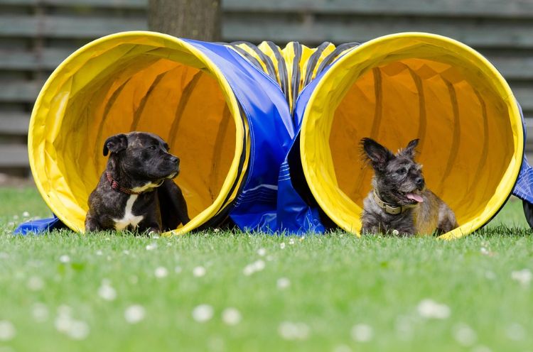 agilidade parcour faça você mesmo construa o seu próprio parque para cães crie bastões de slalom brincar de trem para cães pequenos túnel