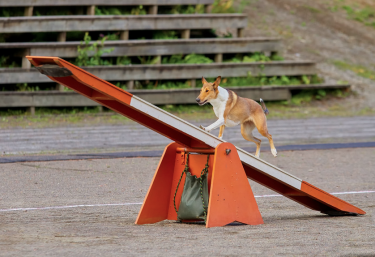 agility parcour faça você mesmo construa seu próprio parcour para cães crie uma gangorra