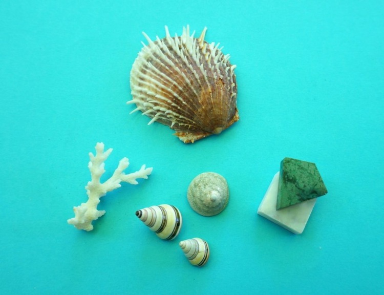 terrário planta faça você mesmo instrução projeto materiais mexilhão caracóis pedras de coral