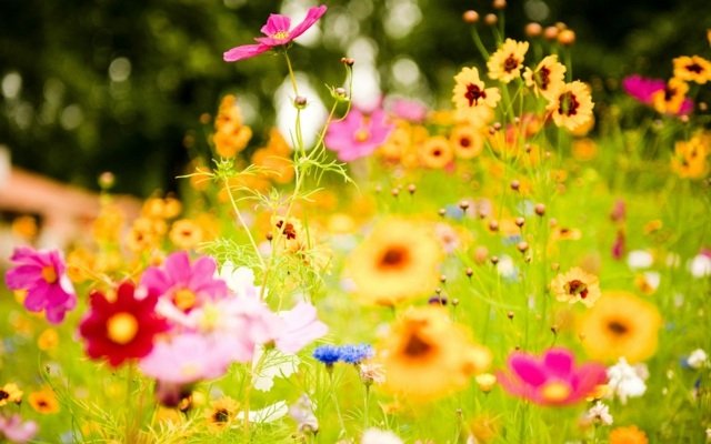 flores coloridas do prado fertilizam a primavera do jardim