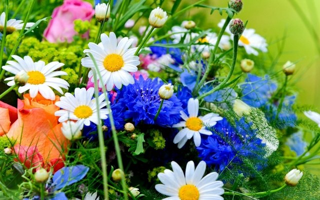 faça você mesmo fertilizante, nutrientes para flores de jardim