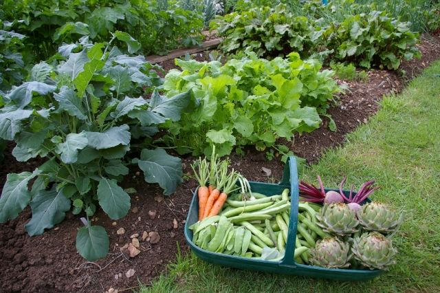 dicas de canteiros de vegetais para remover ervas daninhas
