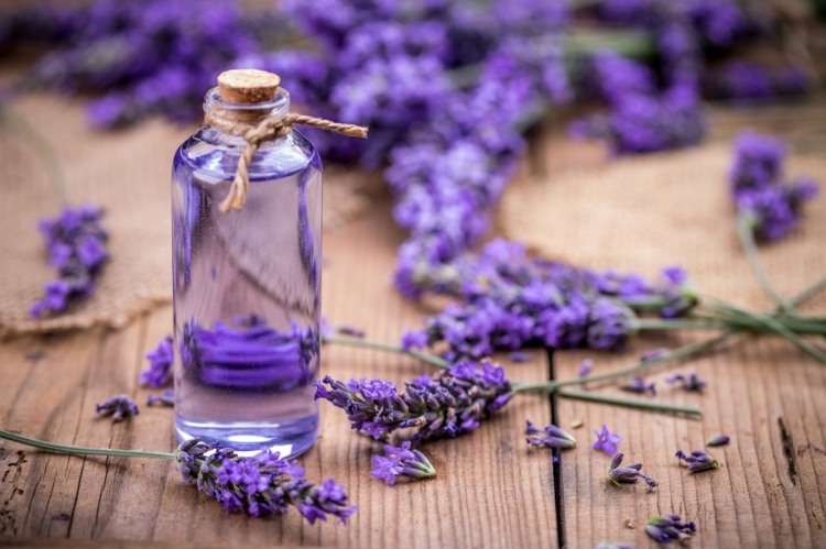 O cheiro de lavanda ajuda a aliviar o estresse