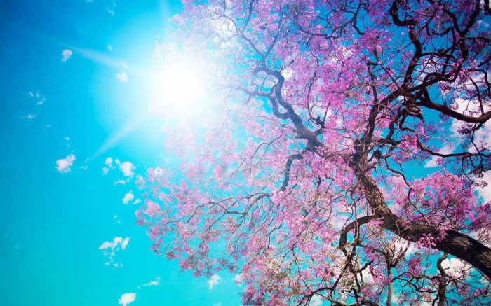 árvore da primavera floresce sol rosa vitamina d