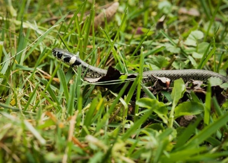 Use vinagre no jardim para manter as cobras longe