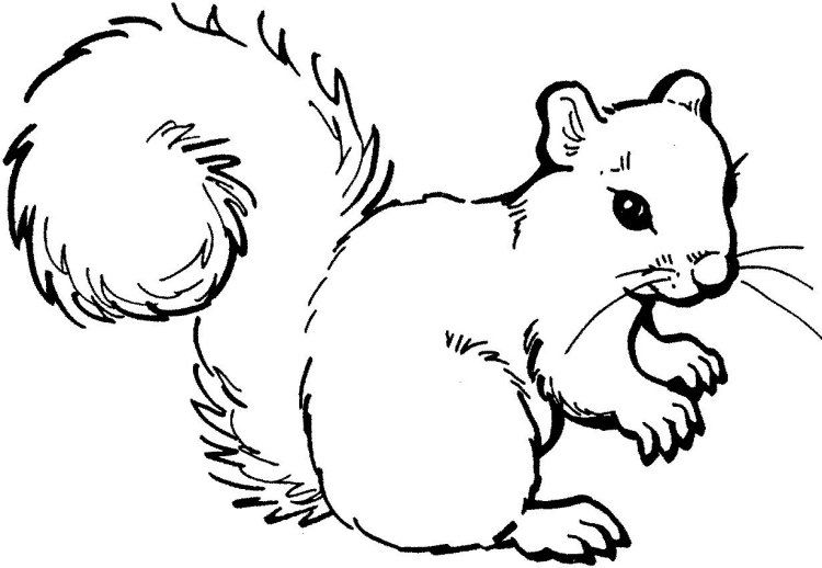 window-pictures-autumn-template-print-color-stencil-squirrel-illustration