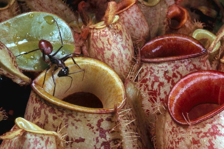 O que plantar contra mosquitos e formigas Plantas carnívoras com armadilhas