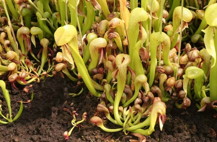 Plantas carnívoras para jardinagem contra mosquitos Darlingtonia californica