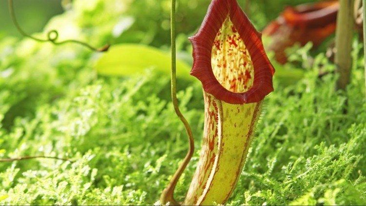 Plantas carnívoras que ajudam contra mosquitos