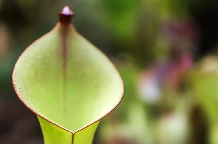 Plantas carnívoras contra mosquitos em casa