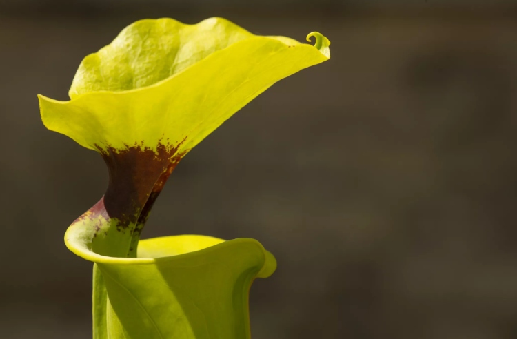 Dicas para cuidar de plantas carnívoras com armadilhas