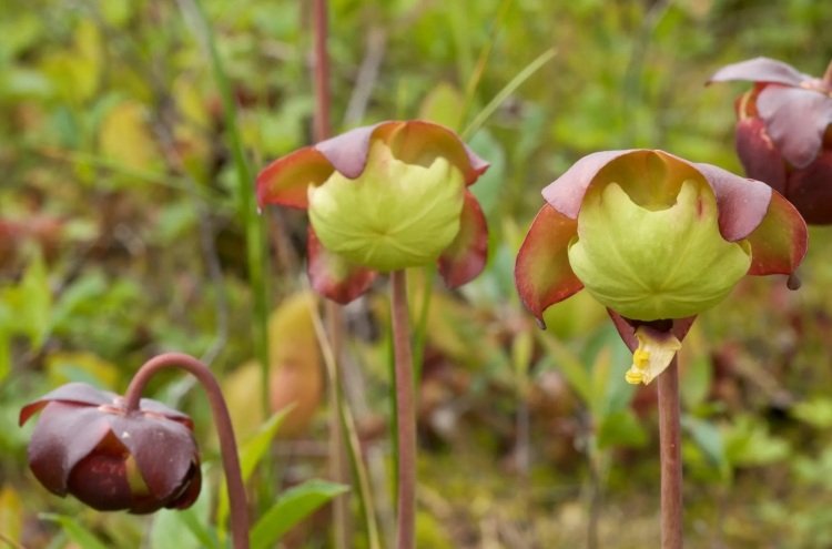 enormes plantas carnívoras para ideias de jardins