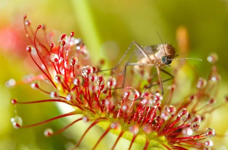 plantas carnívoras se dão bem em pegar insetos ou não