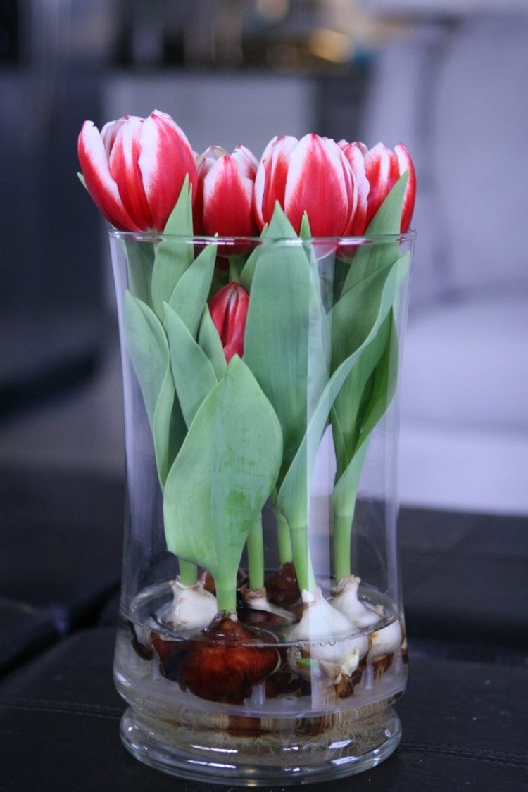 Decoração de primavera em um copo -ideen-vaso-branco-tulipa-bulbos-água