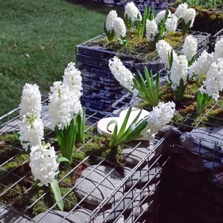 projeto de jardim jacinto pedras brancas - musgo de cerca de gabião