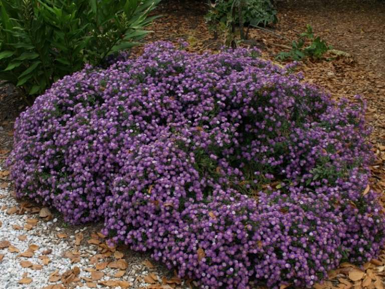 jardim com plantas sombreadas cobertura do solo rosa linda decoração