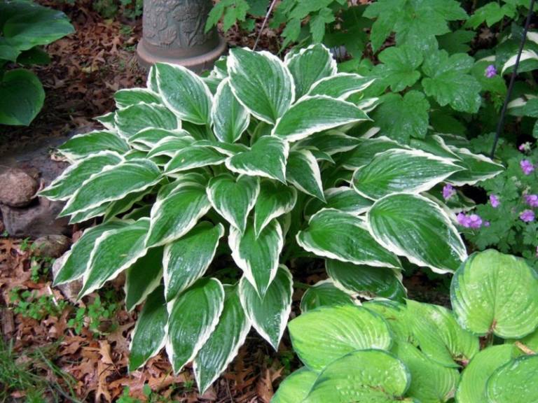 jardim com plantas sombreadas ideia hosta jardinagem primavera verão