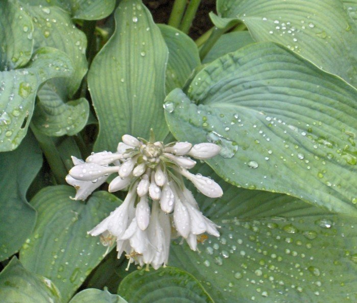 funkien hosta flores folhas gotas flor chuva branca