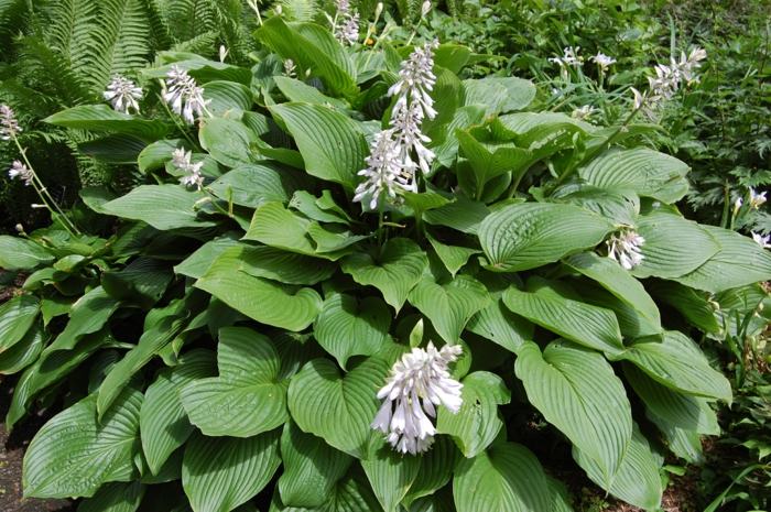 sombra planta hosta verde exuberante flor branca funkie